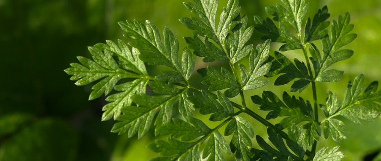 Die Kraft der Natur – Bio-Supplements für dein Wohlbefinden